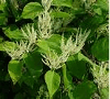 Herbal Uric Acid Inhibitor: Polygonum cuspidatum photo